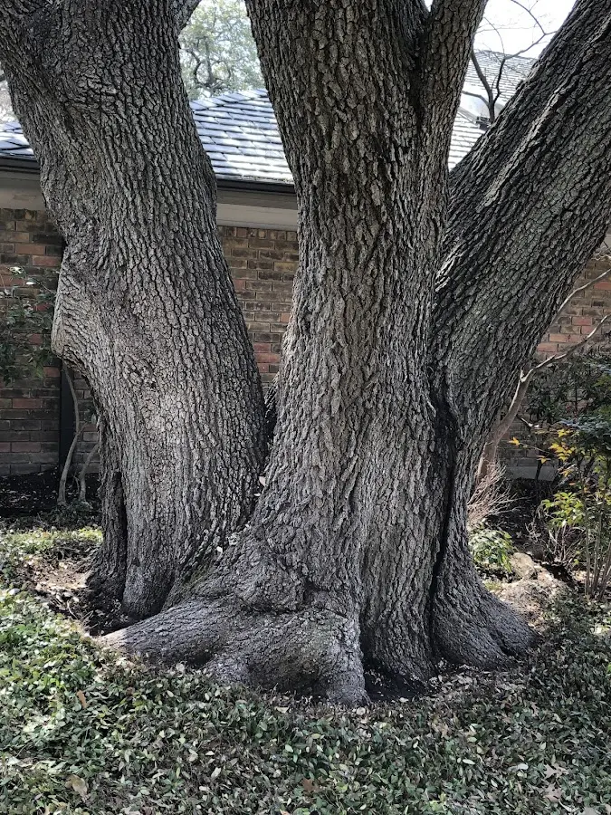 Mature heritage tree close to a Piedmont property cared for by certified arborists